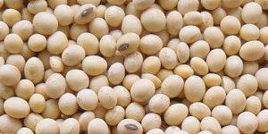 Soybean Seeds