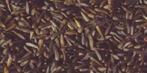 Niger Seed