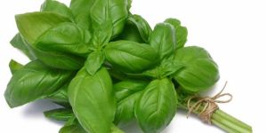 Fresh Basil