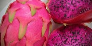 Fresh Dragon Fruit