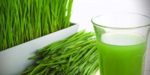 Fresh Wheatgrass