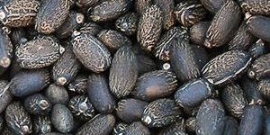 Jatropha Seeds