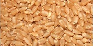 Wheat