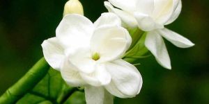 Fresh Jasmine Flowers