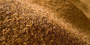 Rice Husk