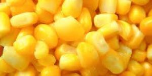 Maize