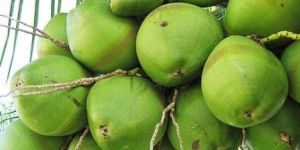 Tender Coconut