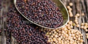 Mustard Seeds