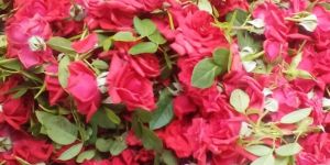 Five Star Rose Flowers