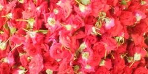 Mirabel Rose Flowers