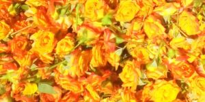 Orange Rose Flowers