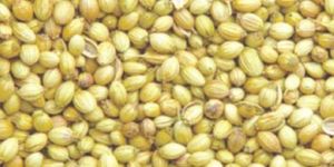 Coriander Seeds