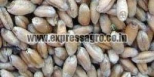 Animal Feed Wheat Seeds