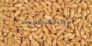Sharbati Wheat Seeds