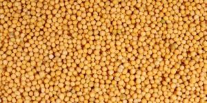 Yellow Mustard Seeds