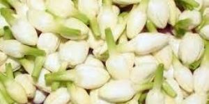 Fresh Jasmine Buds