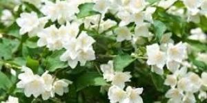 Fresh Jasmine Flower