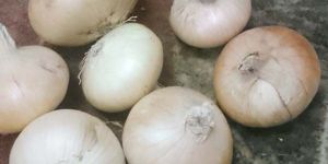 Vegetable Export Services