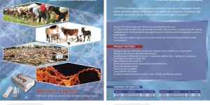 Voxpress Leptospira IgG/IgM Test