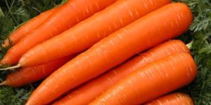 Carrot