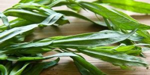 Tarragon