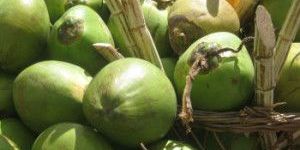 Tender Coconut