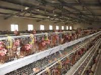 Poultry Cages