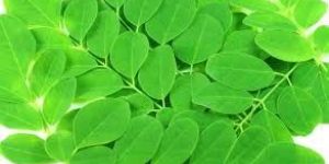 Moringa Leaves