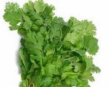 Fresh Coriander Leaves