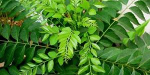 Fresh Curry Leaves