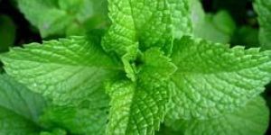 Fresh Mint Leaves