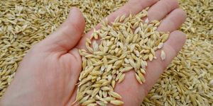Barley Seeds