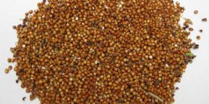 Sorghum Seeds