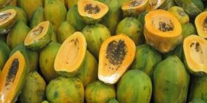 Papaya