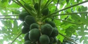 Papaya Plant