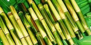 Sugar Cane Sticks