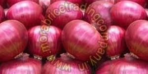 Fresh Red Onion