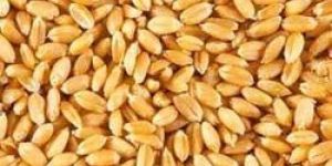 Wheat Grain