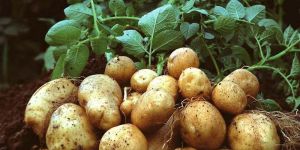 Pushkar Potato