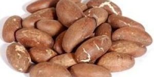 Bitter Kola (garcinia Kola)