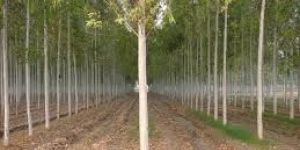 Eucalyptus Clone Plants