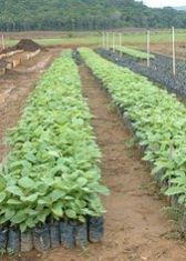 Tissue Calture Teak Plant