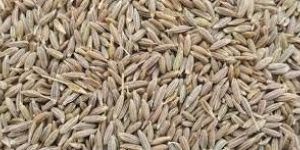 Cumin Seeds