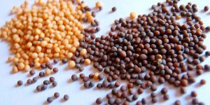 Mustard Seeds