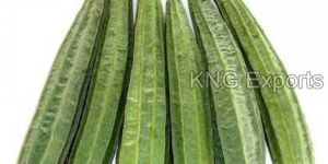 Fresh Ridge Gourd