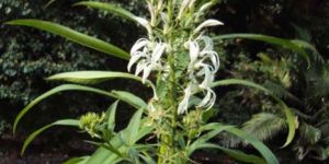Lobelia Nicotianifolia Flower
