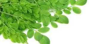 Moringa Leaves