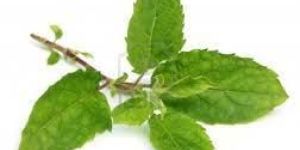 Tulsi Leaves