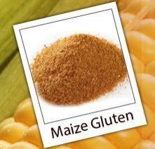 Maize Gluten