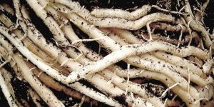 Asparagus Racemosus Roots